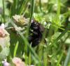 Xylocopa violacea